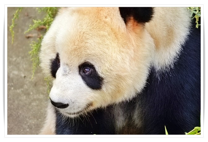 16 Marzo, la Giornata del Panda: impariamo a conoscere e proteggere questa specie in pericolo di estinzione